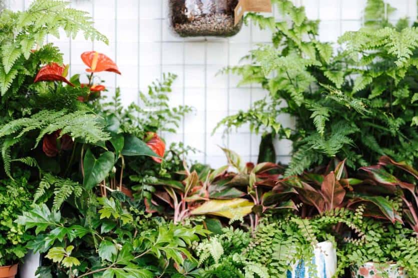 plantes d'intérieur