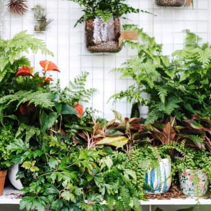 plantes d'intérieur