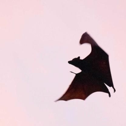 vampires