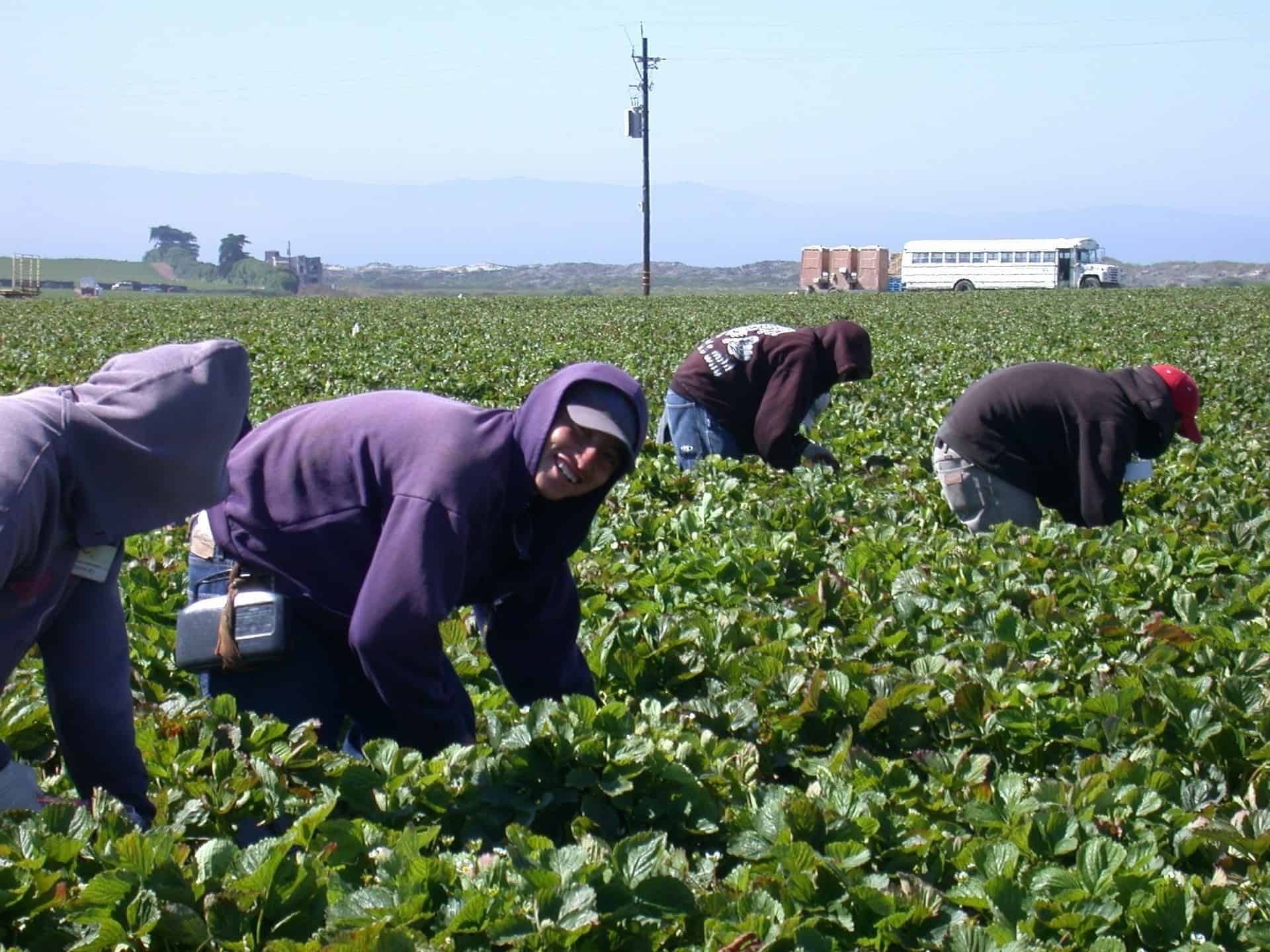 Travailleurs migrants latino-américains champ de fraises